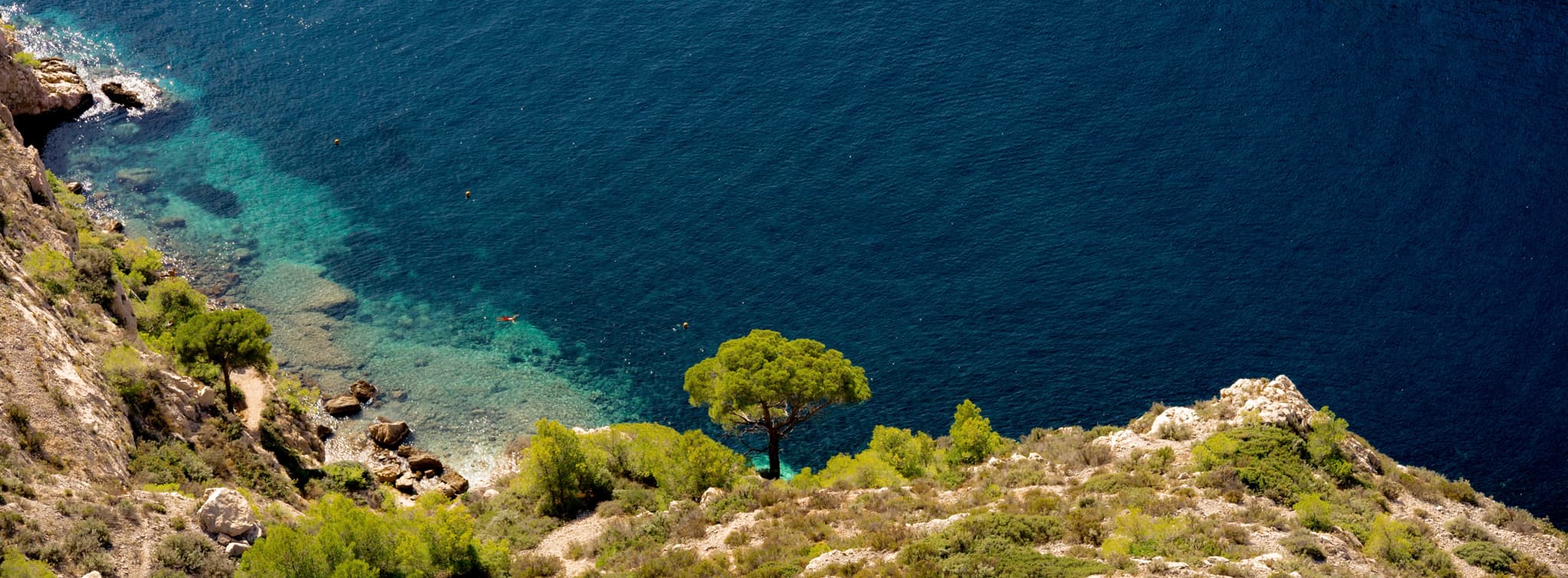 A Tree by the Sea