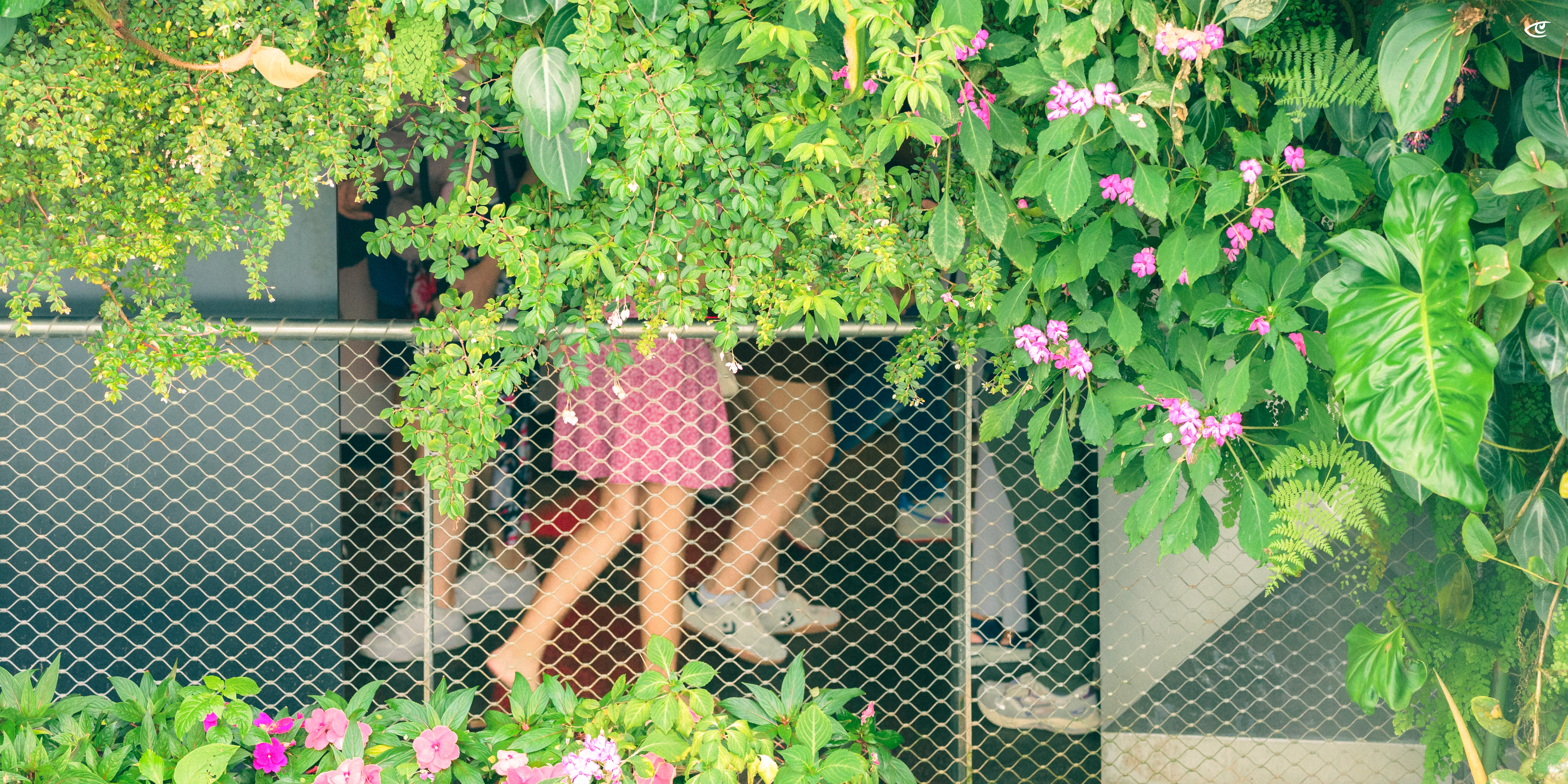 Lower half of two people walking behind a chain-link fence, partially obscured by dense green foliage and clusters of pink flowers.