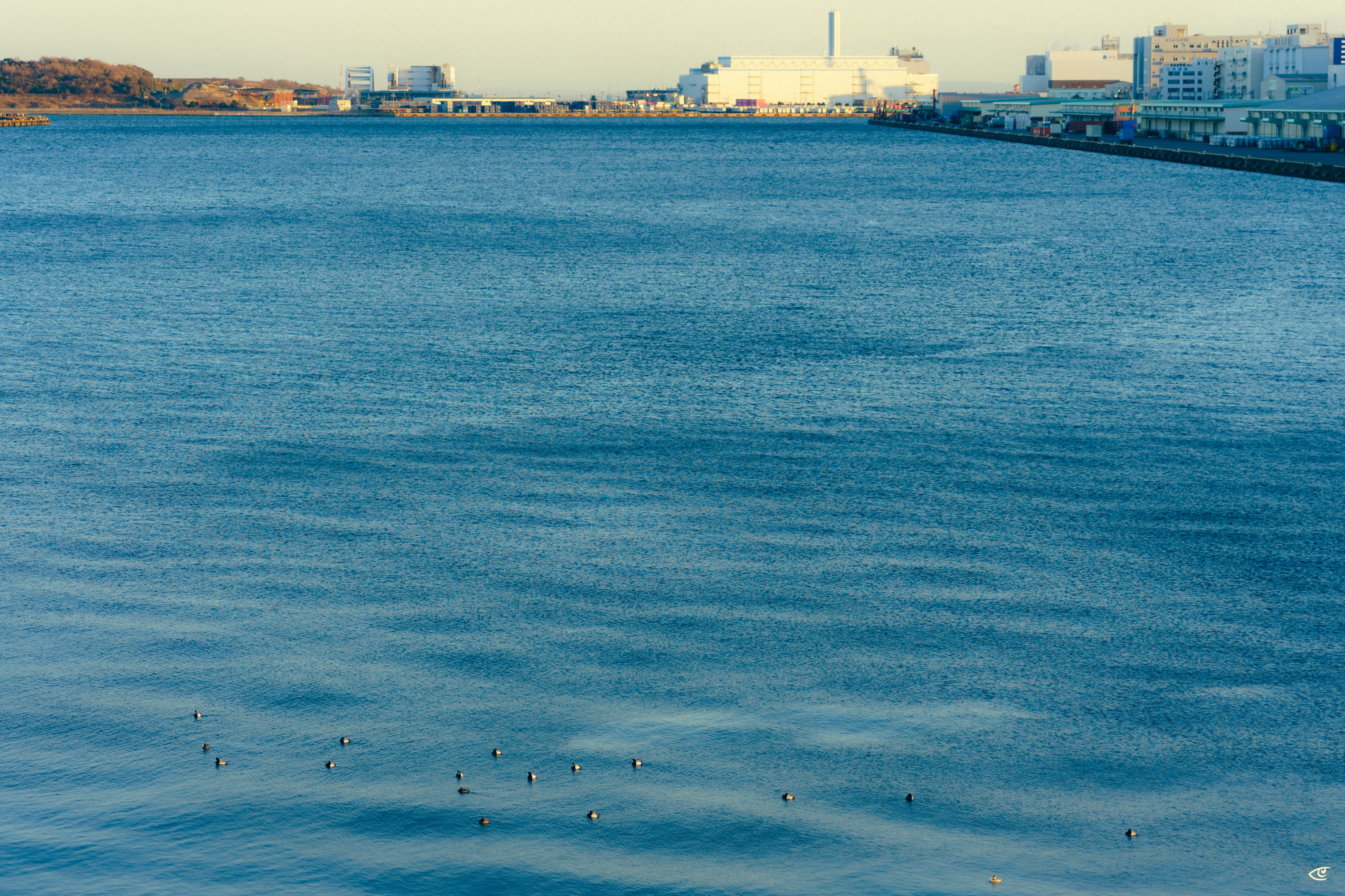 Wide view of a calm blue harbor with small birds floating in the foreground, and industrial buildings and docks lining the distant shoreline under a clear sky.