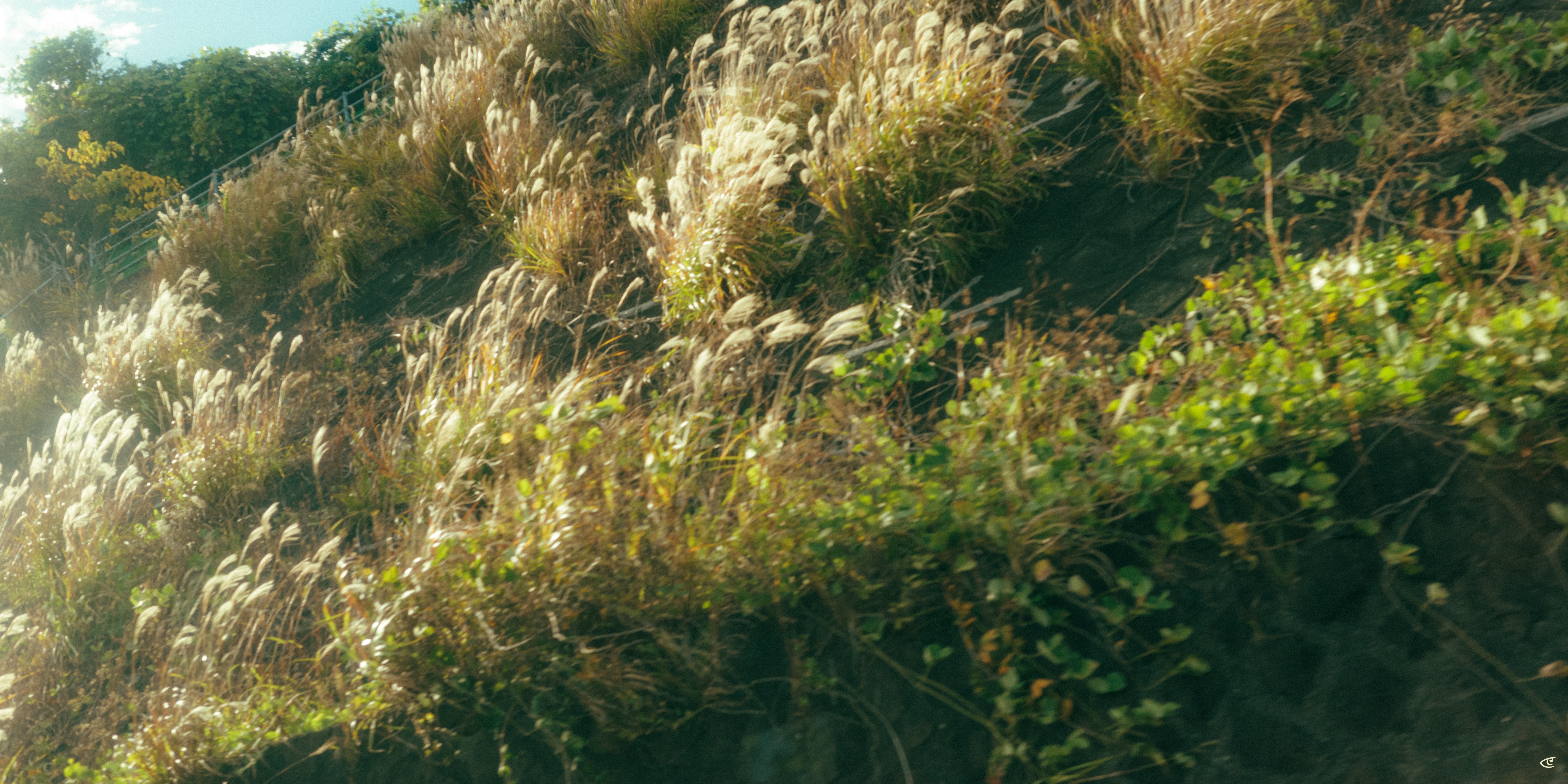 Sunlit hillside covered with tall golden grasses and green shrubs, with trees along the upper left edge and bright sky in the background.