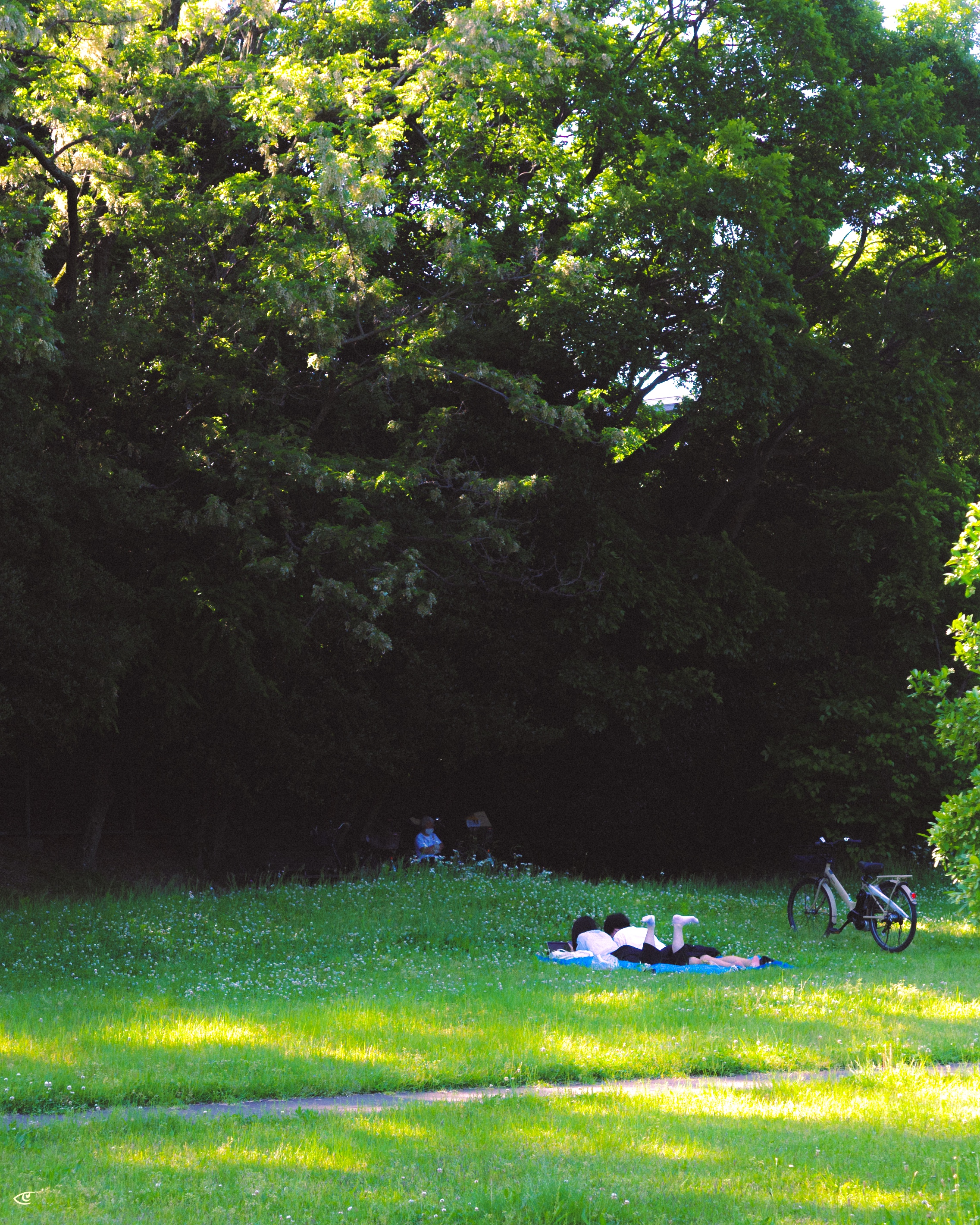 Two people lying on a blanket in a sunlit grassy park, with a bicycle parked nearby and dense leafy trees forming a shaded backdrop.