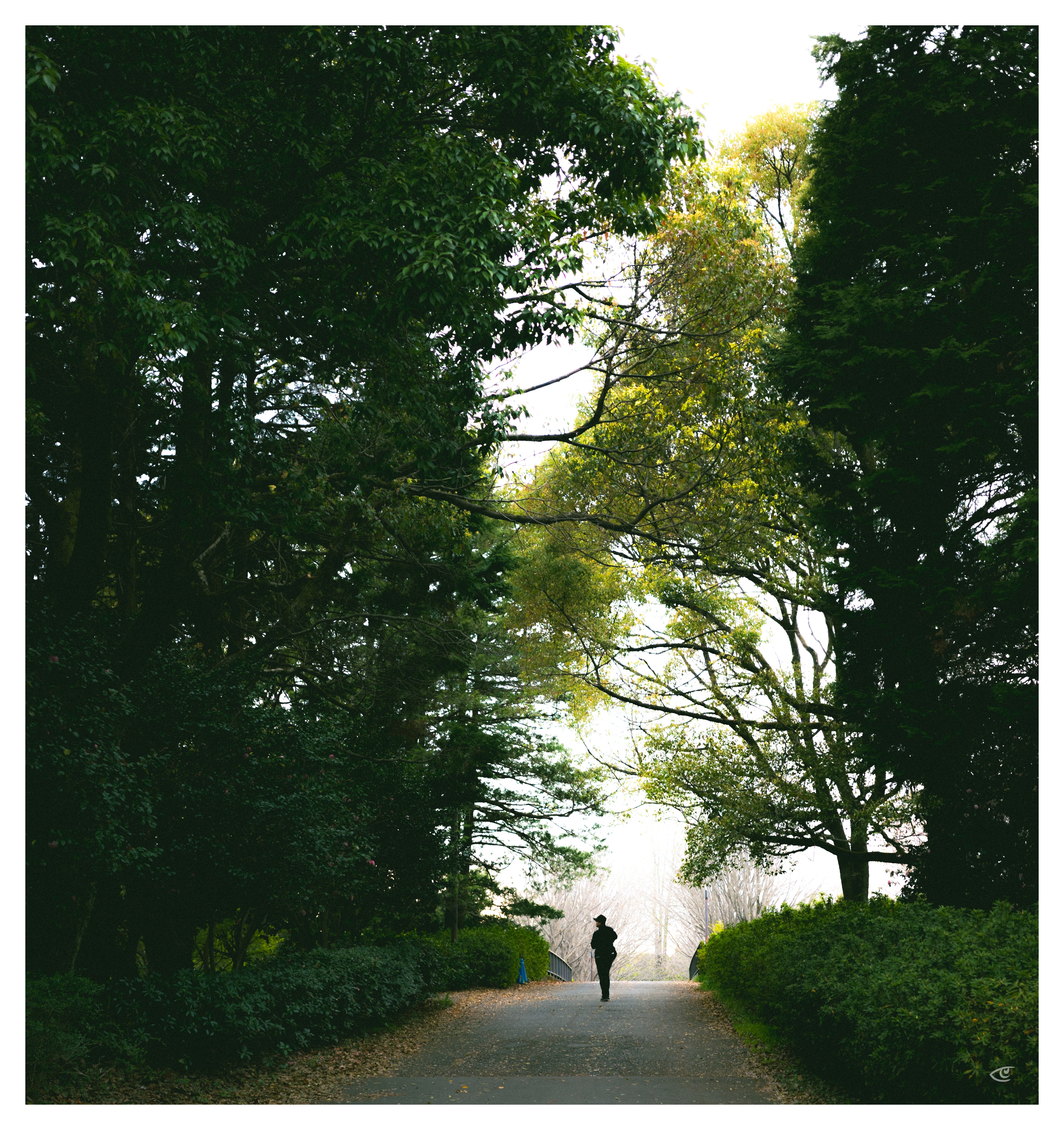 Single person walking away along a paved path in a park, framed by tall trees and dense green shrubs on both sides, with an overhanging canopy of branches and light sky visible at the end of the path.