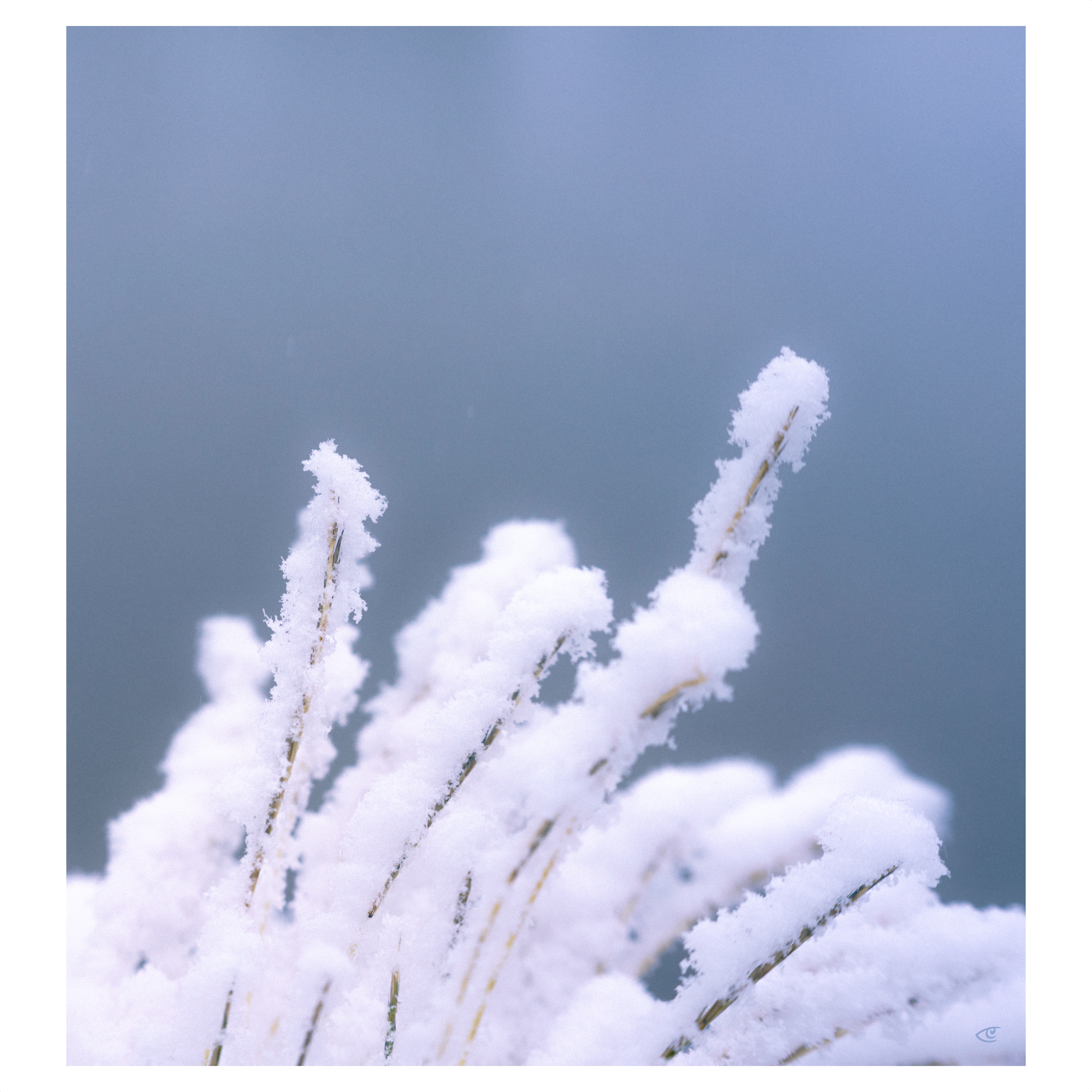 Close-up of grass stems coated in thick white snow or frost, clustered in the lower portion of the frame against a smooth blue-gray blurred background.