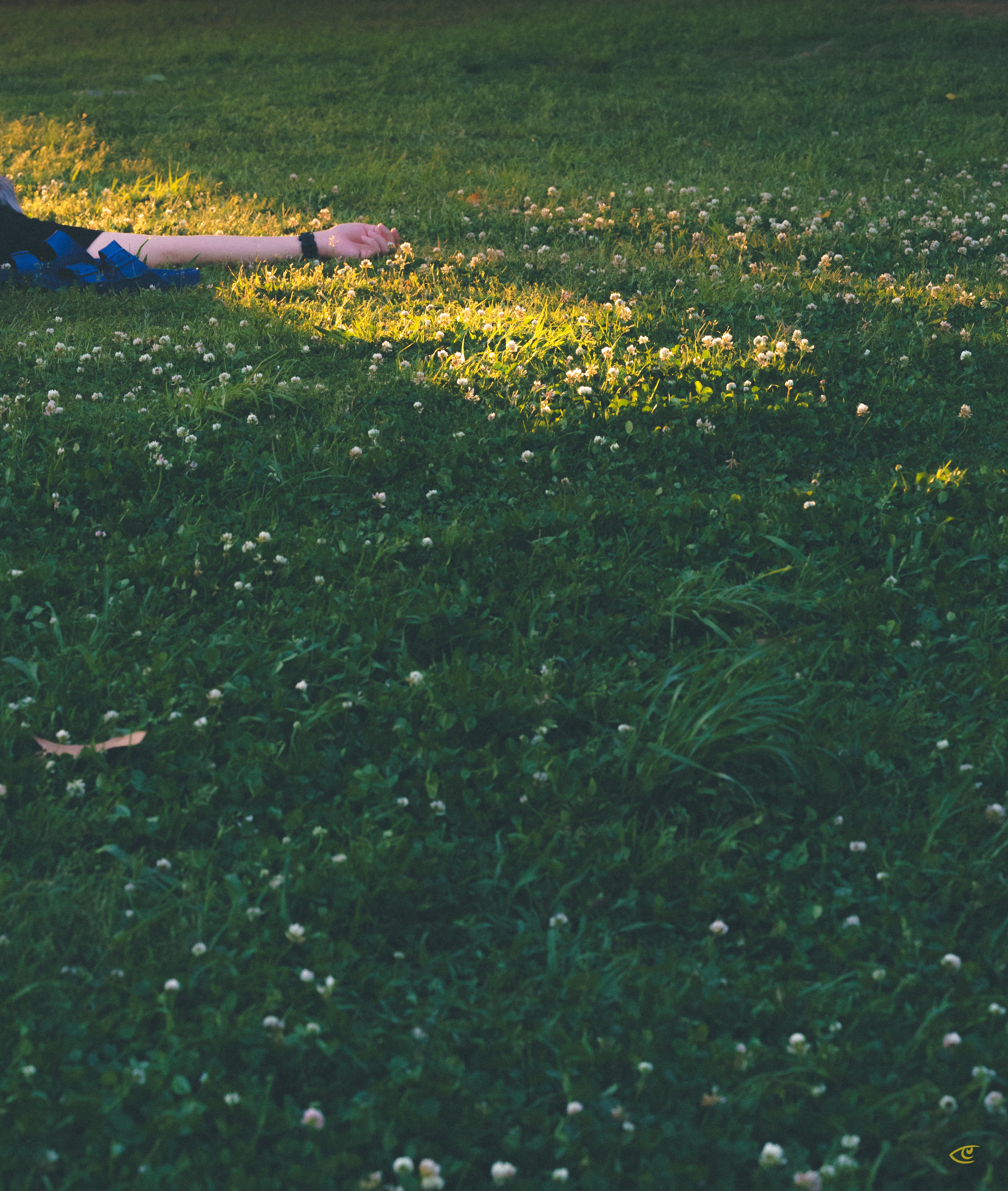 Partial view of a person lying on a grassy field, with one arm extended and a wristwatch visible; clover flowers dot the grass and sunlight forms a bright patch near the arm.