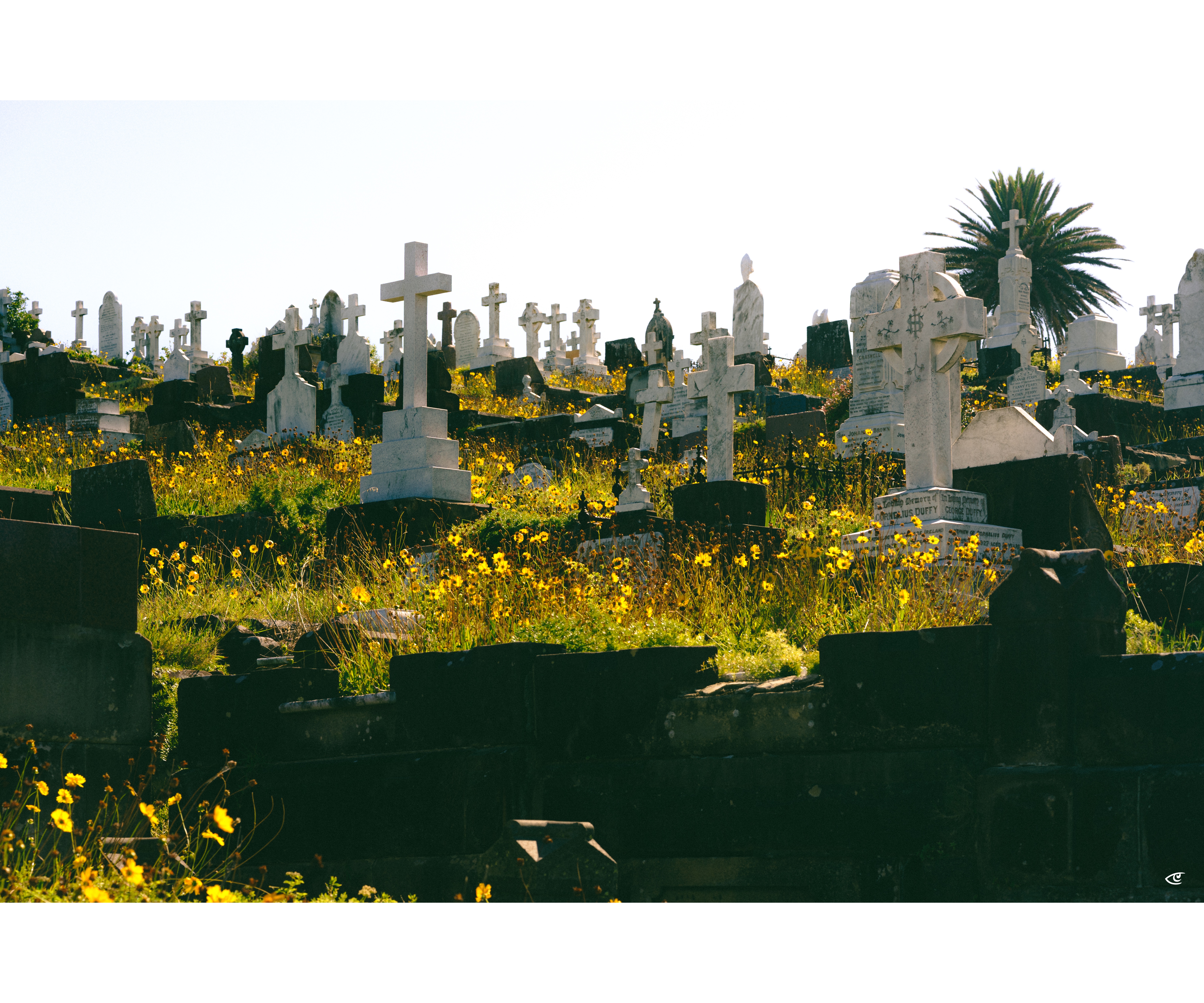Sunlit hillside cemetery with numerous stone crosses and tombstones among tall grass and yellow wildflowers, with a palm tree at the upper right against a pale sky.