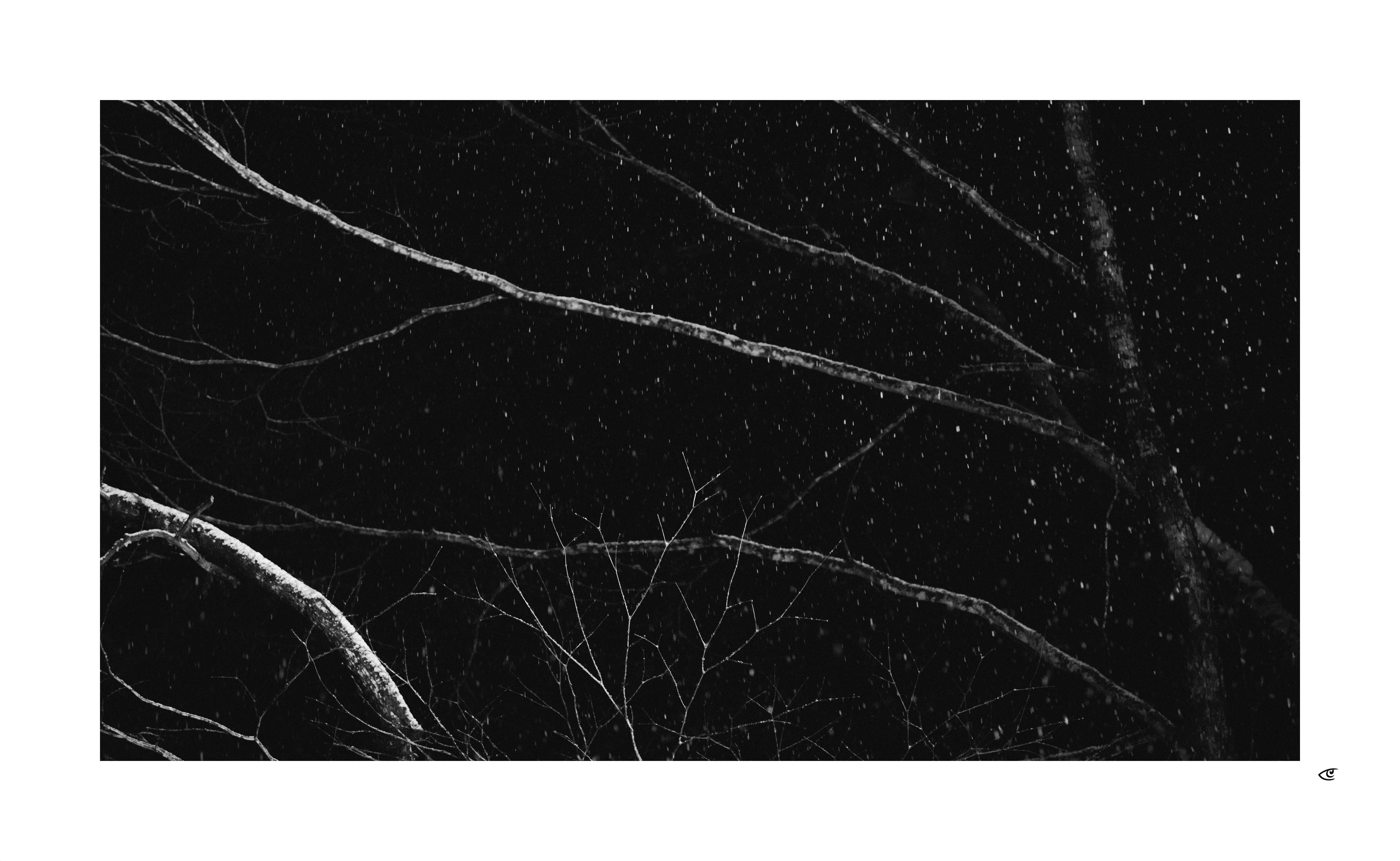 Bare tree branches dusted with snow crossing diagonally against a dark night sky with falling snowflakes.