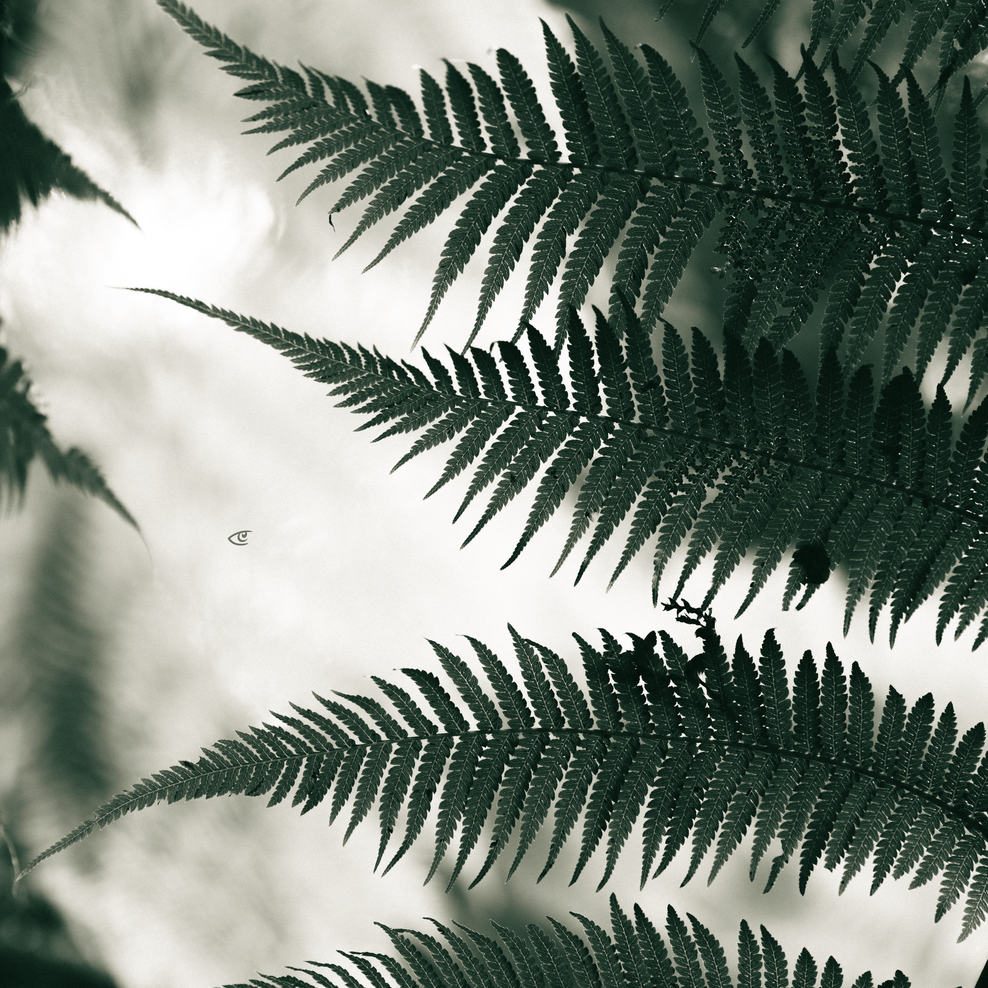 Overlapping fern fronds in sharp focus stretch diagonally across the frame, with a softly blurred light background and faint out-of-focus leaves at the edges.