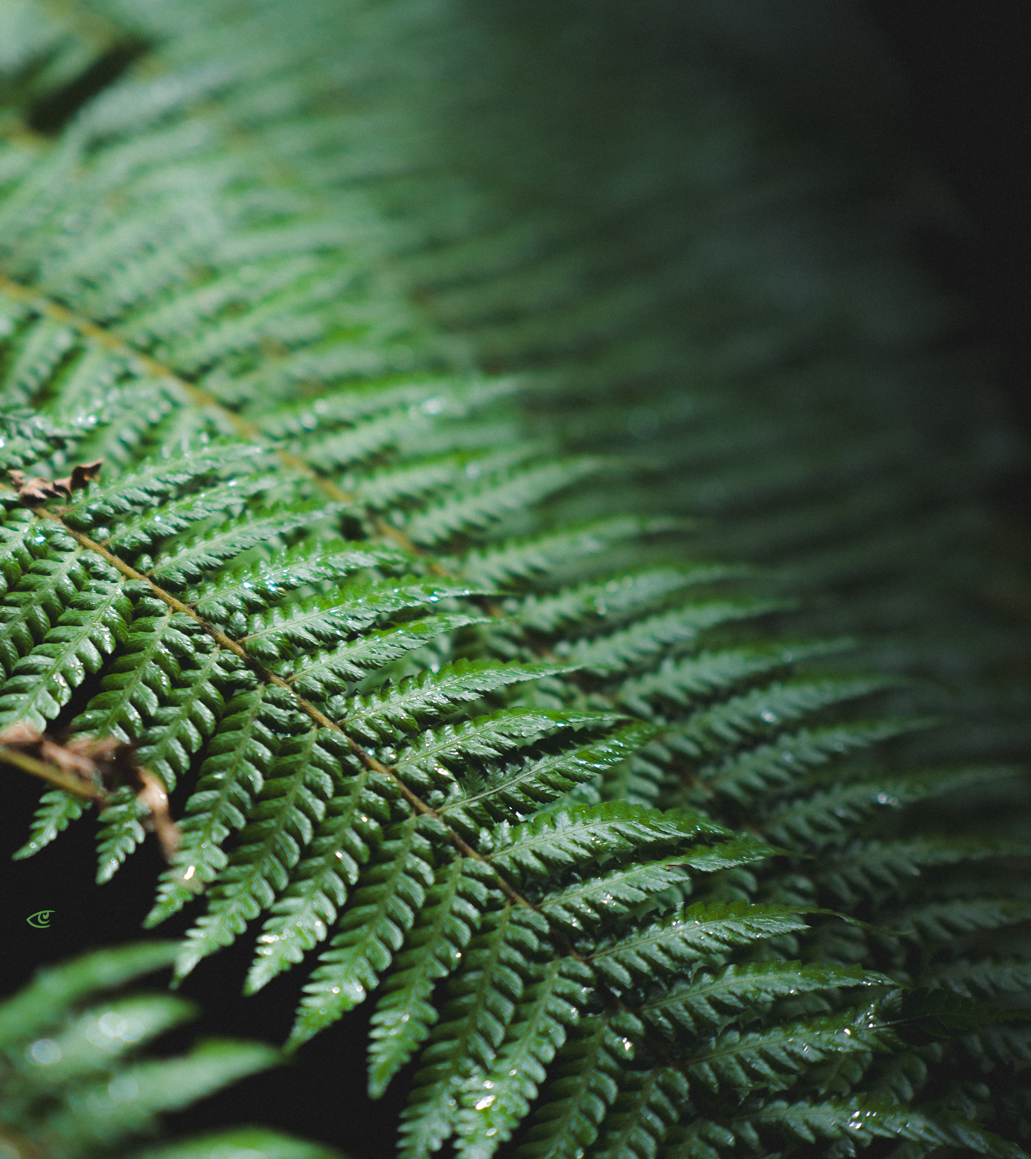 Close-up of a green fern frond with water droplets, running diagonally across the frame with a dark, blurred background.