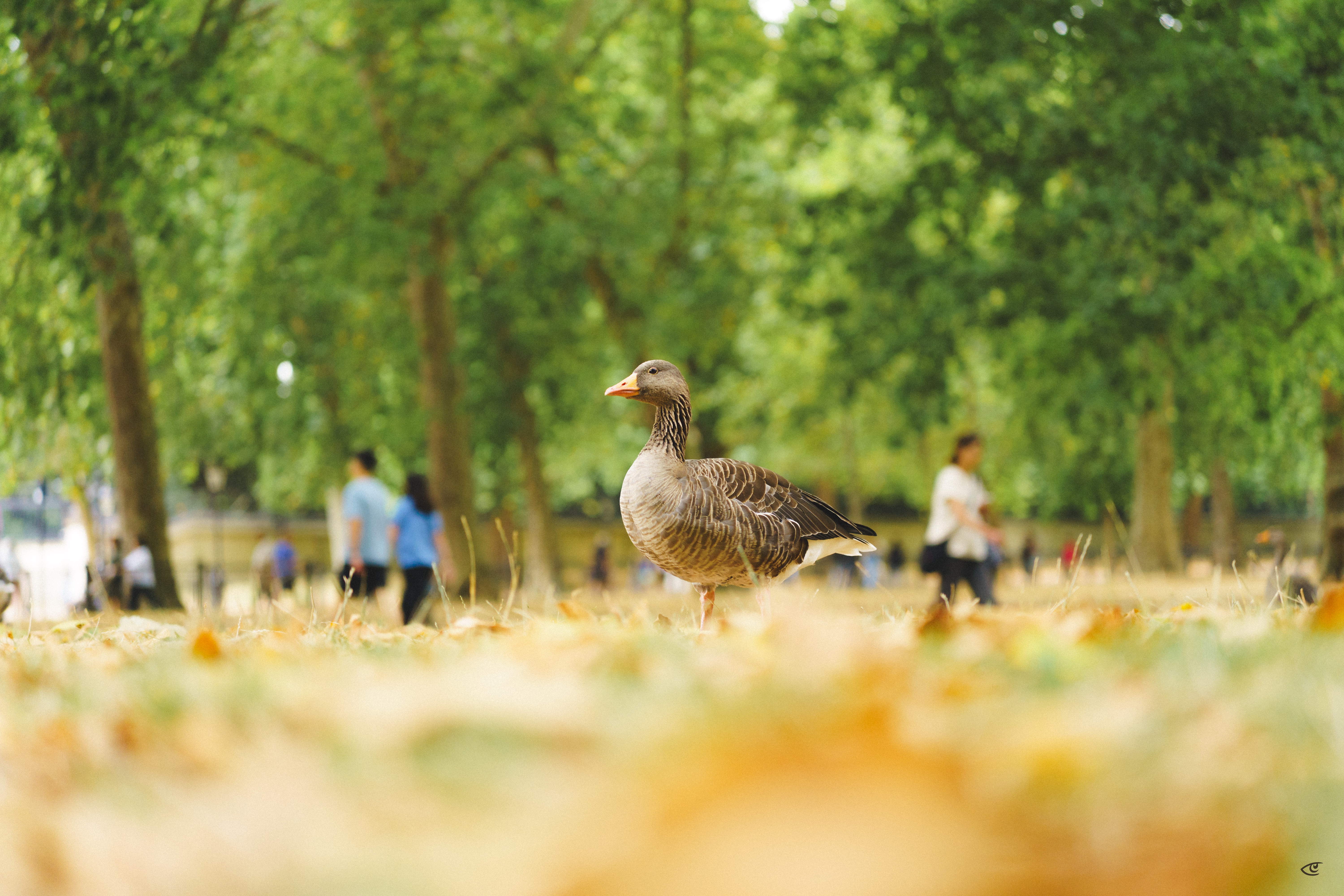 Gray-brown goose standing on a leaf-strewn grassy area in a park, with trees overhead and a few people blurred in the background.