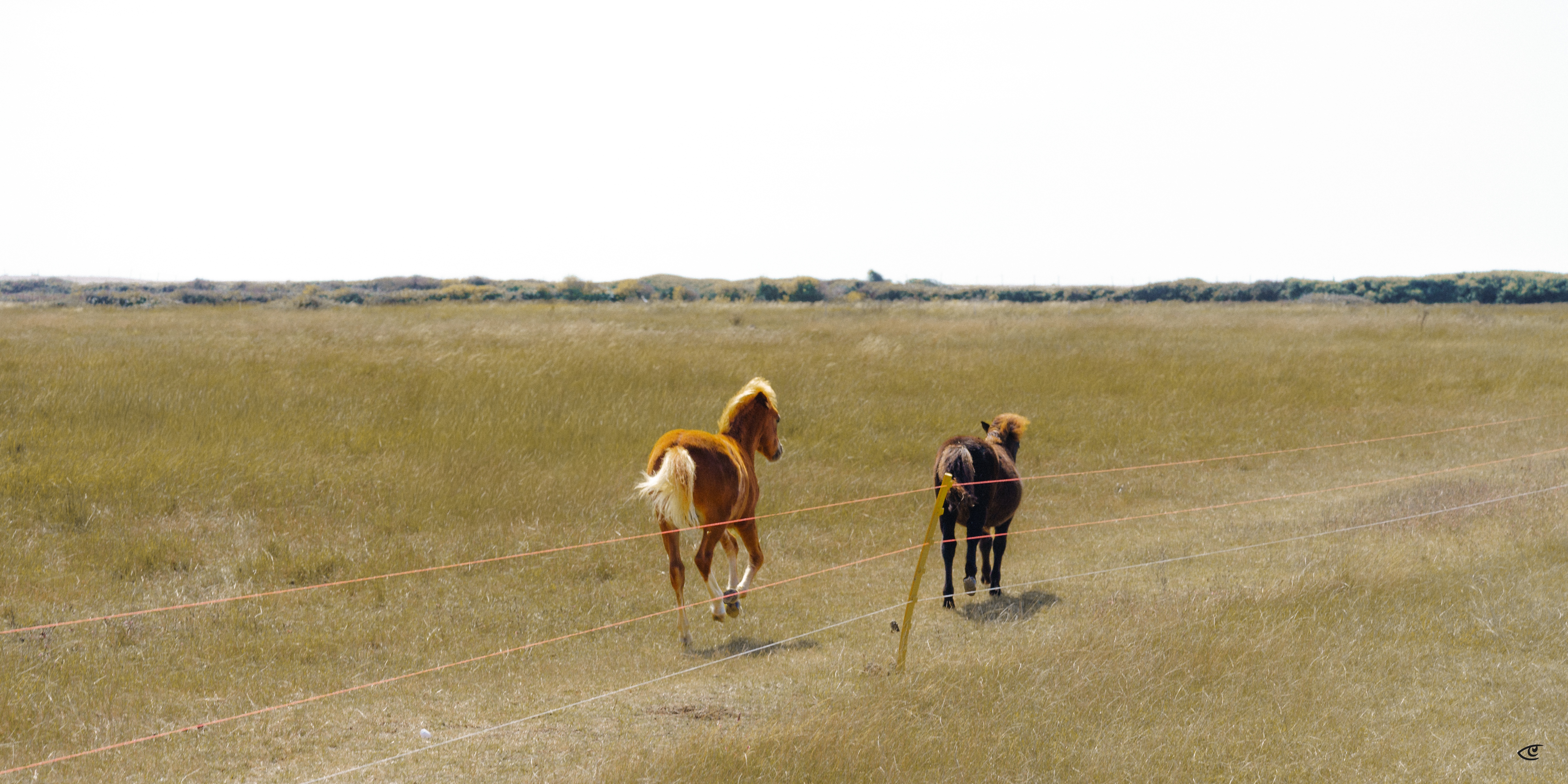Two horses standing in a grassy field behind a low wire fence, with a distant tree line along the horizon under a pale sky.