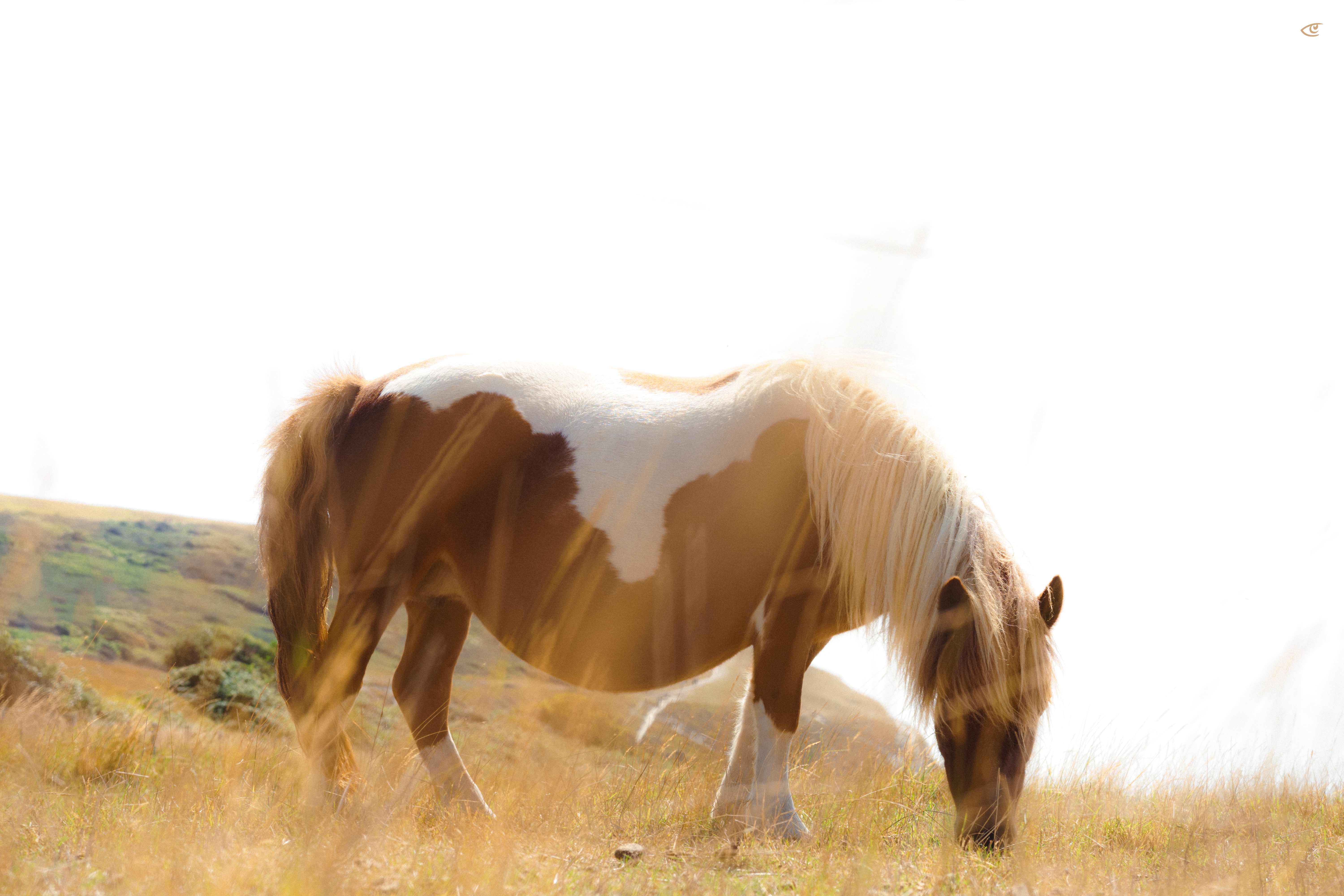 Brown-and-white horse with a light mane grazing in tall grass on rolling hills, photographed from the side with bright backlighting and lens flare against an overexposed sky.