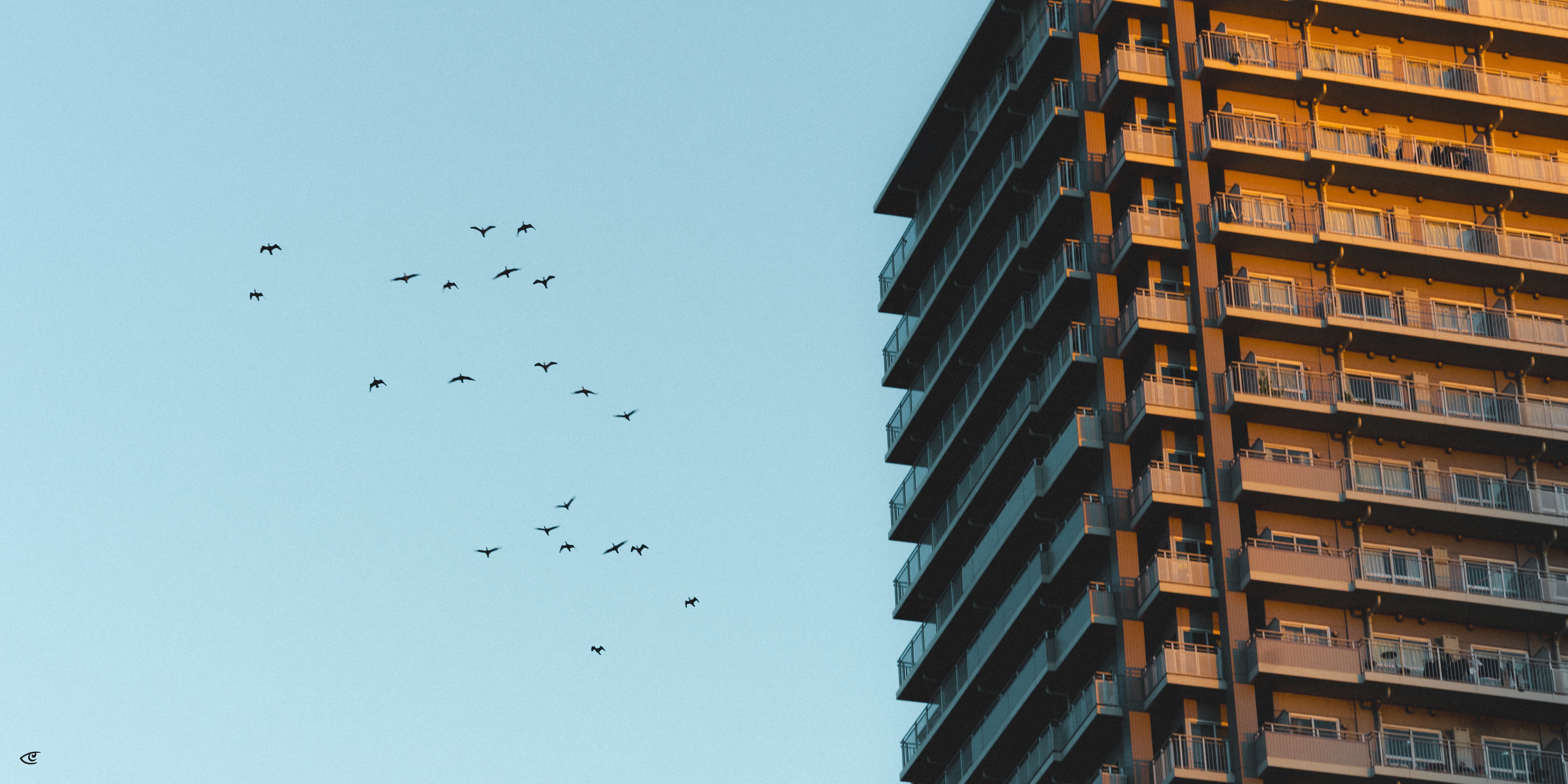 Flock of birds flying across a clear blue sky beside the upper floors of a tall apartment building with stacked balconies on the right.