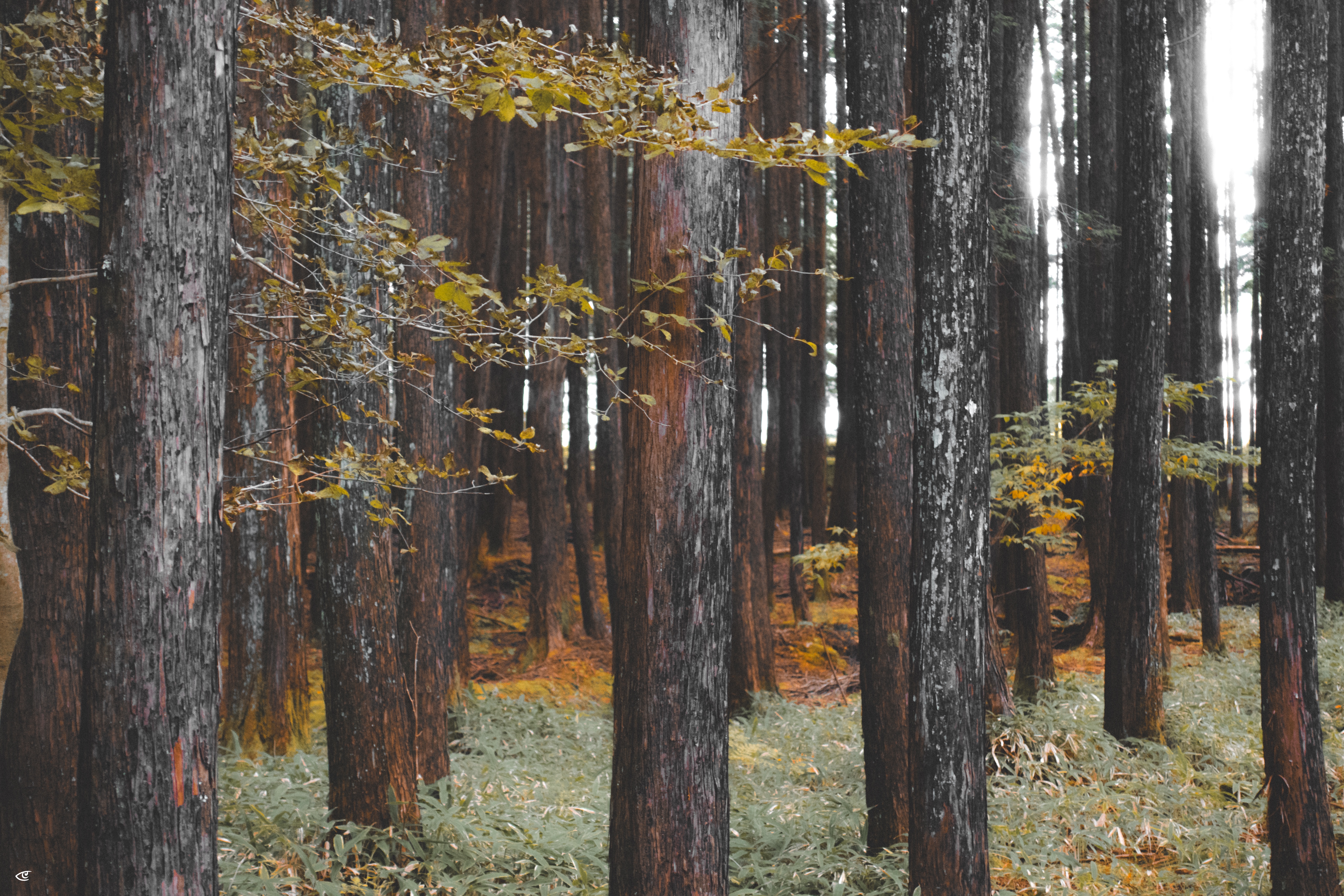 Tall, straight tree trunks in a dense forest, with a leafy branch stretching across the upper left and pale green ground cover over brown leaf litter on the forest floor.