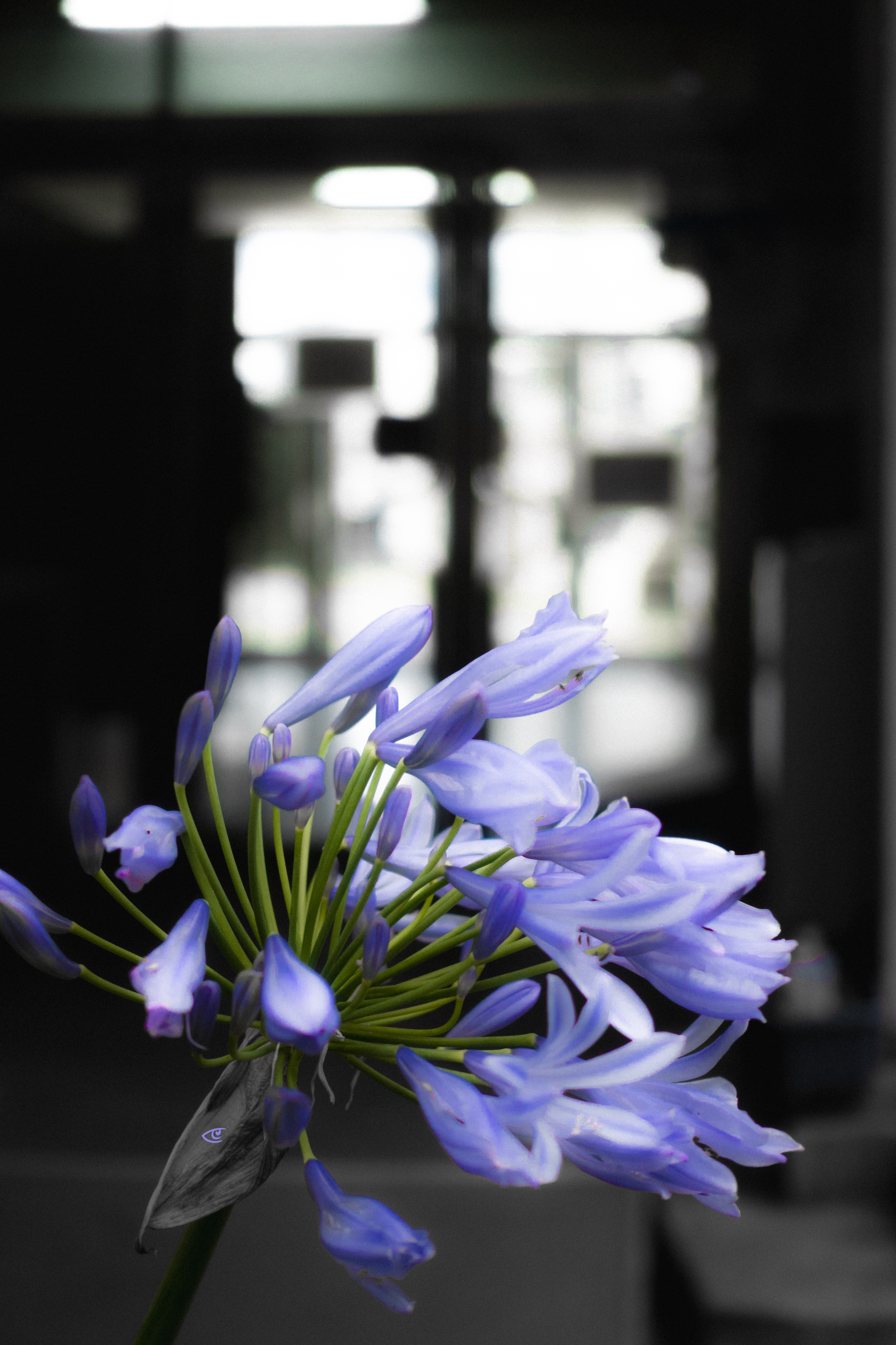Close-up of a purple agapanthus flower cluster with green stems in sharp focus, set against a blurred indoor corridor and a bright glass doorway in the background.