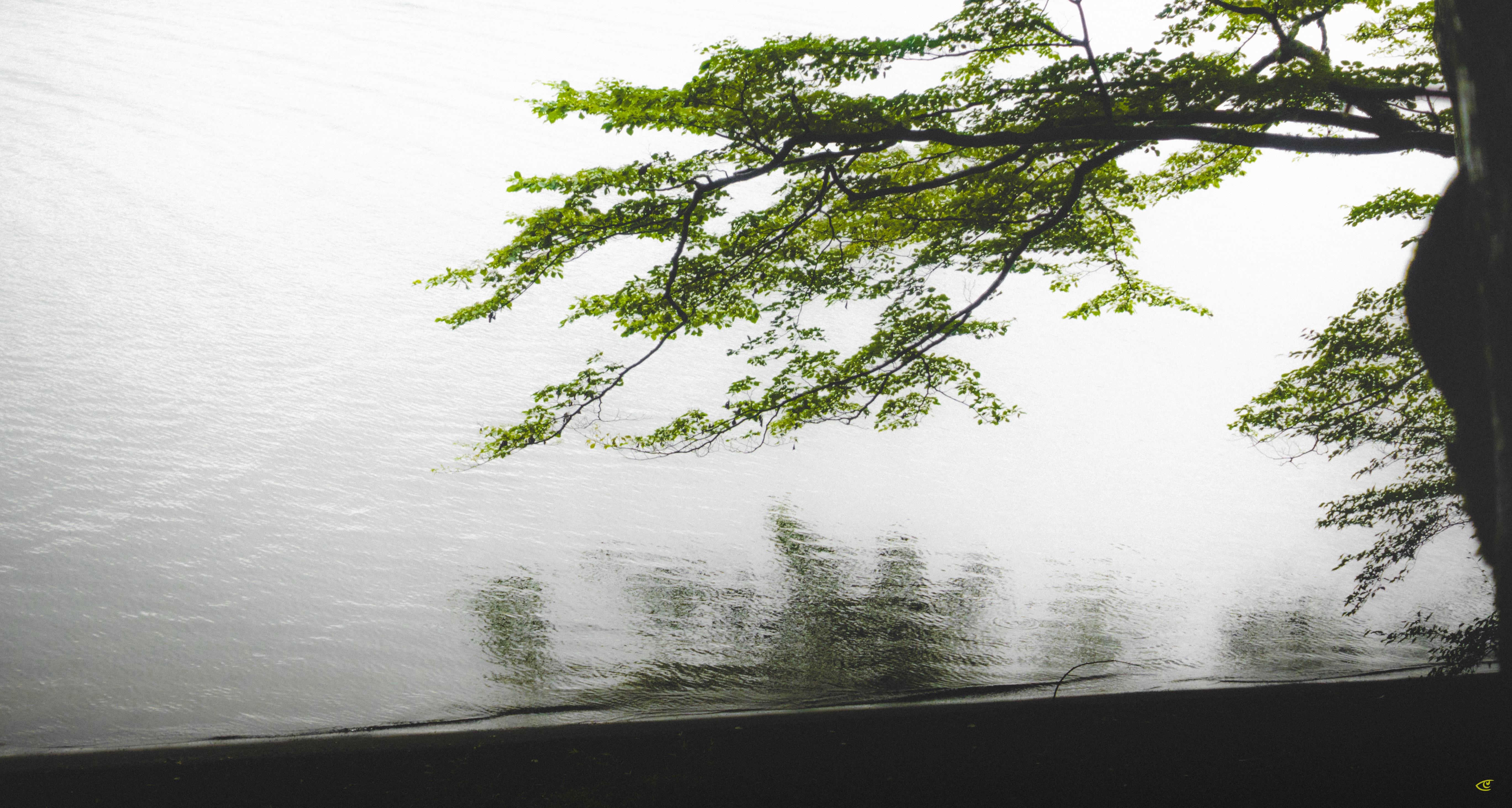 Tree branches with green leaves extending from the upper right over a calm body of water, with faint reflections on the surface and a dark shoreline or embankment along the bottom edge.
