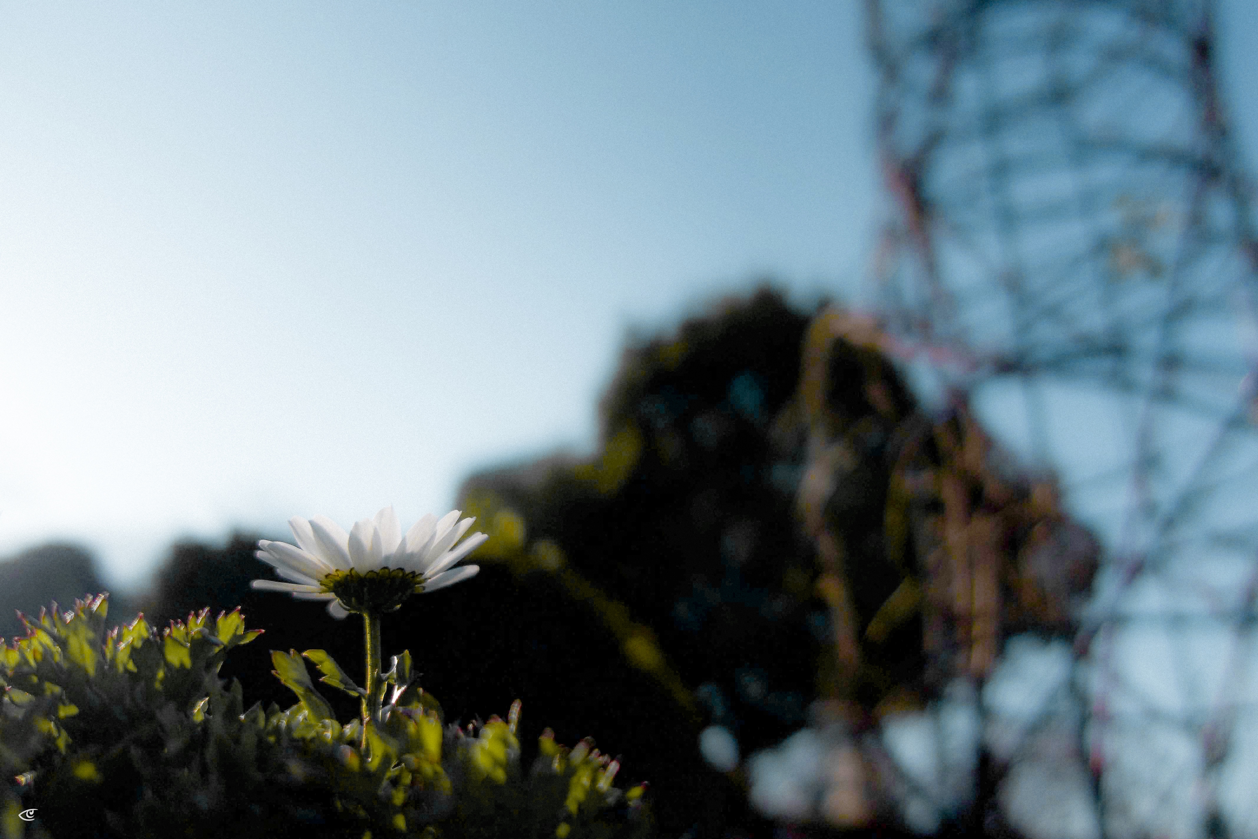 Single white daisy in sharp focus rising from green foliage in the lower left, with a blurred dark tree and a wire structure against a bright blue sky in the background.