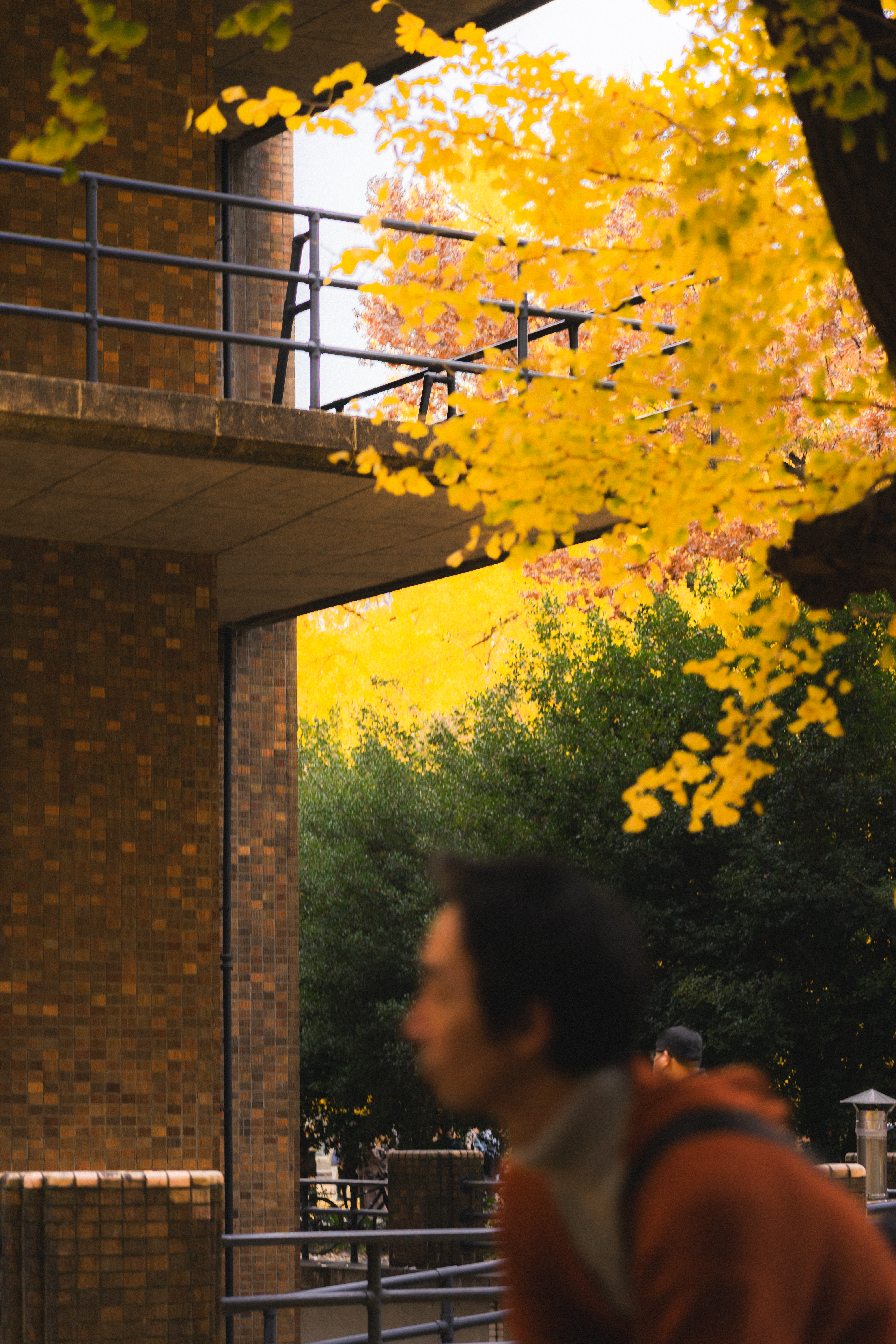 Brick building with a balcony railing on the left, partially obscured by a cyclist in blurred foreground. Bright yellow autumn leaves fill the upper right, contrasted against a backdrop of green foliage.