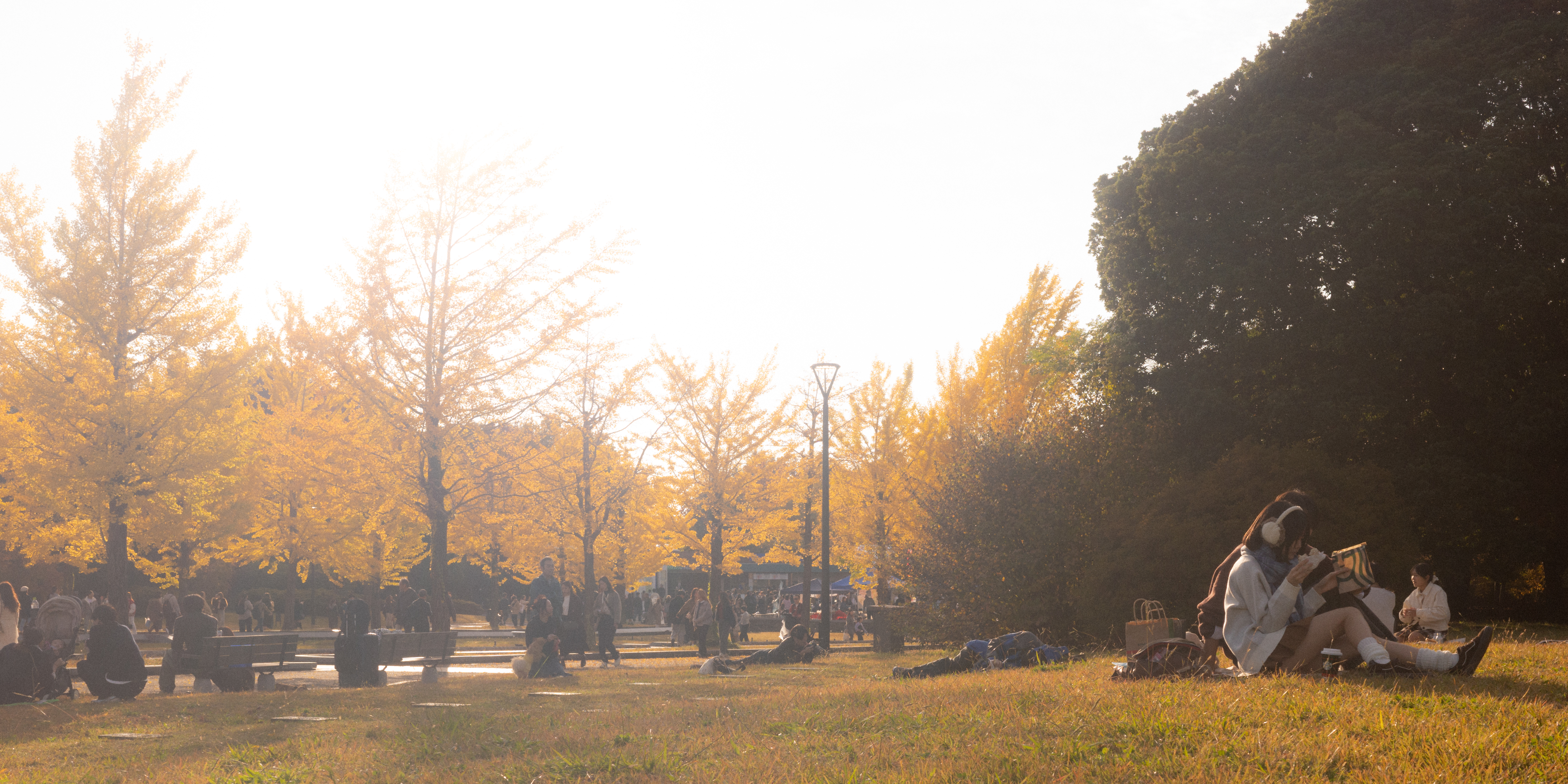 Park scene with people relaxing on grass and benches under tall trees with golden autumn leaves. Soft sunlight creates a warm glow, highlighting a group sitting in the foreground on a picnic blanket. Trees and people fill the background, with a lamppost visible at the center.