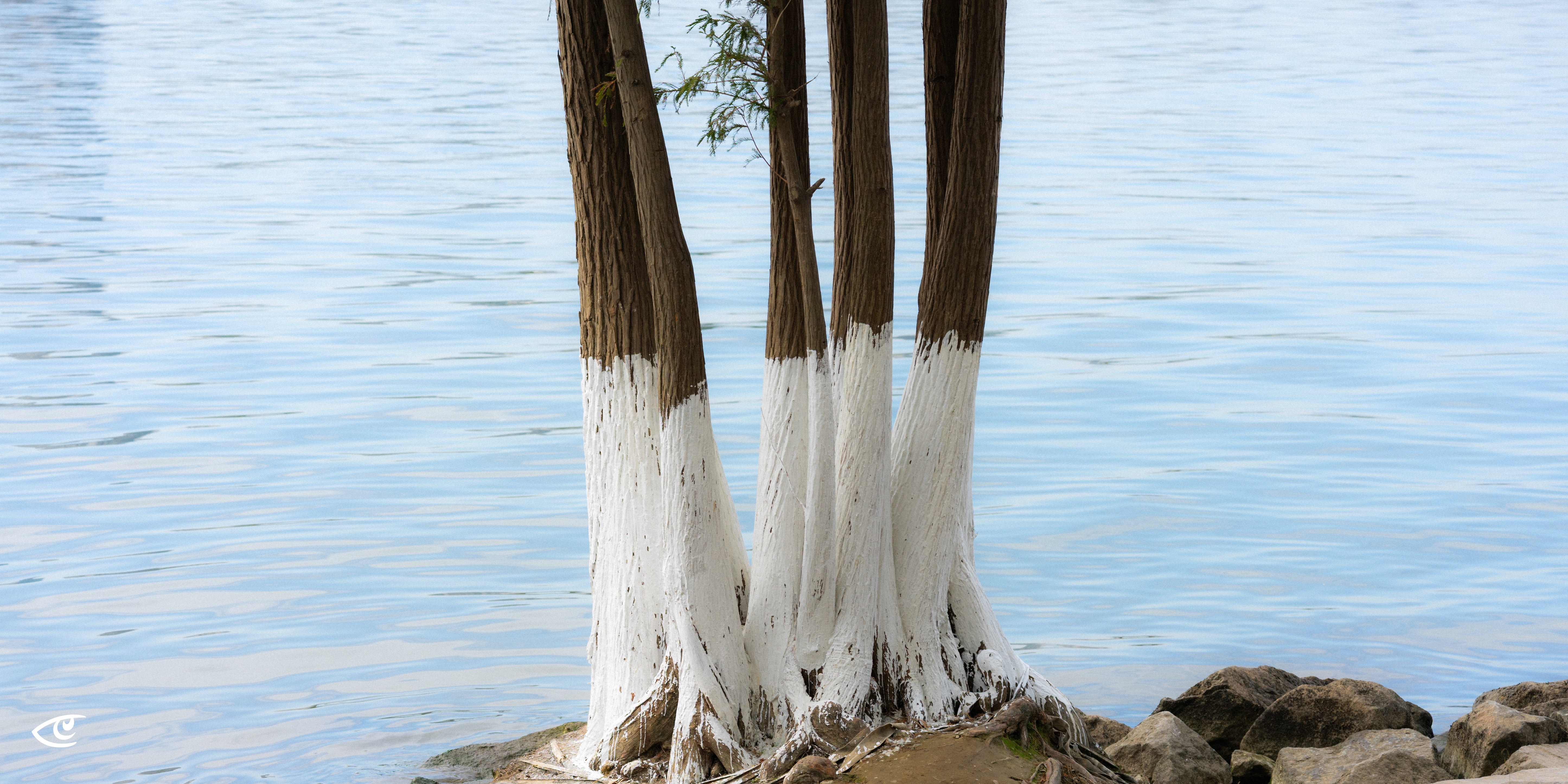 Cluster of tree trunks on a rocky shoreline, with their lower sections painted white, standing beside calm blue water with gentle ripples.