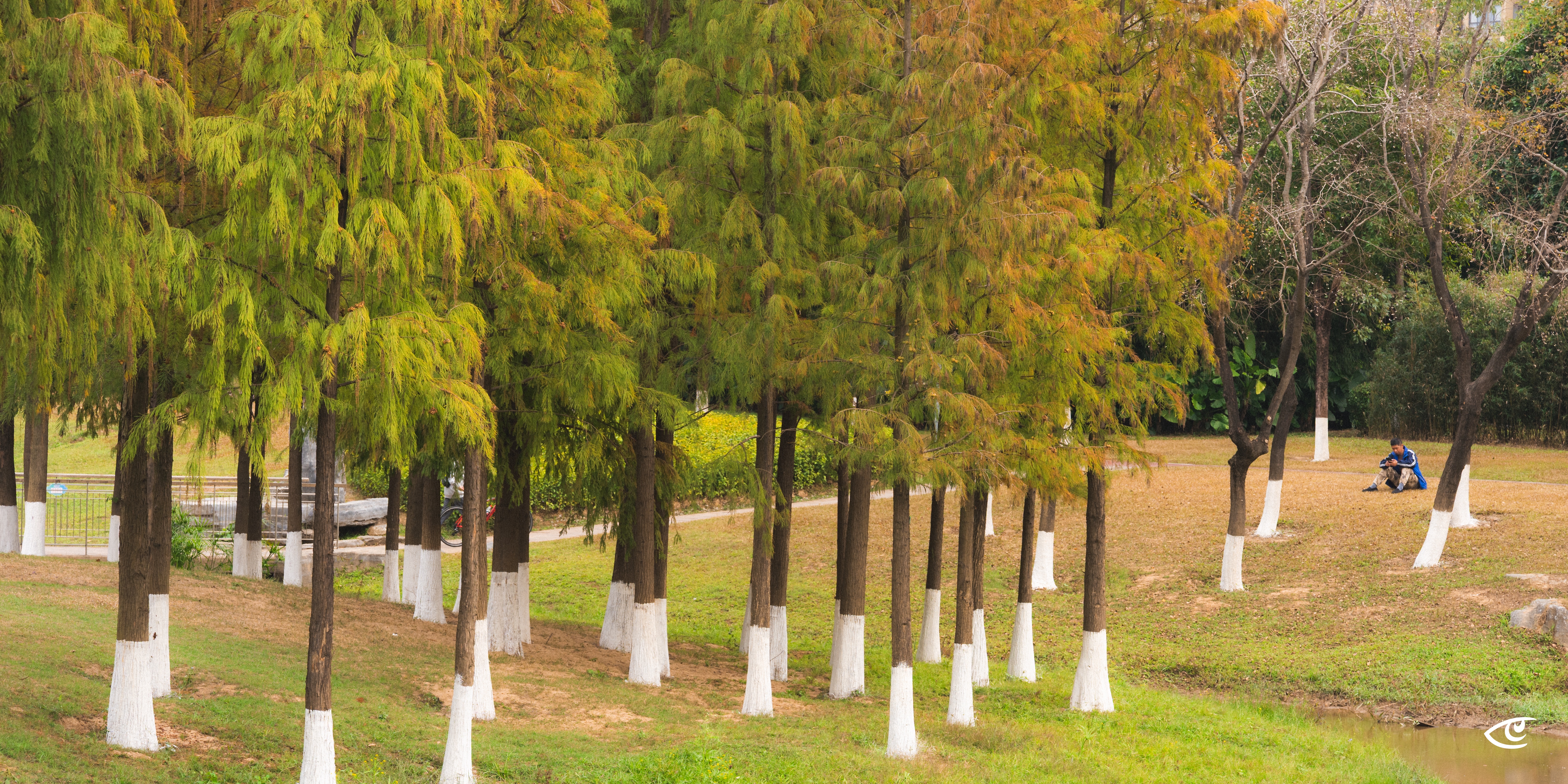 Row of tall trees with green foliage and white-painted lower trunks lining a grassy park path; open brownish lawn to the right with a seated person near the trees.