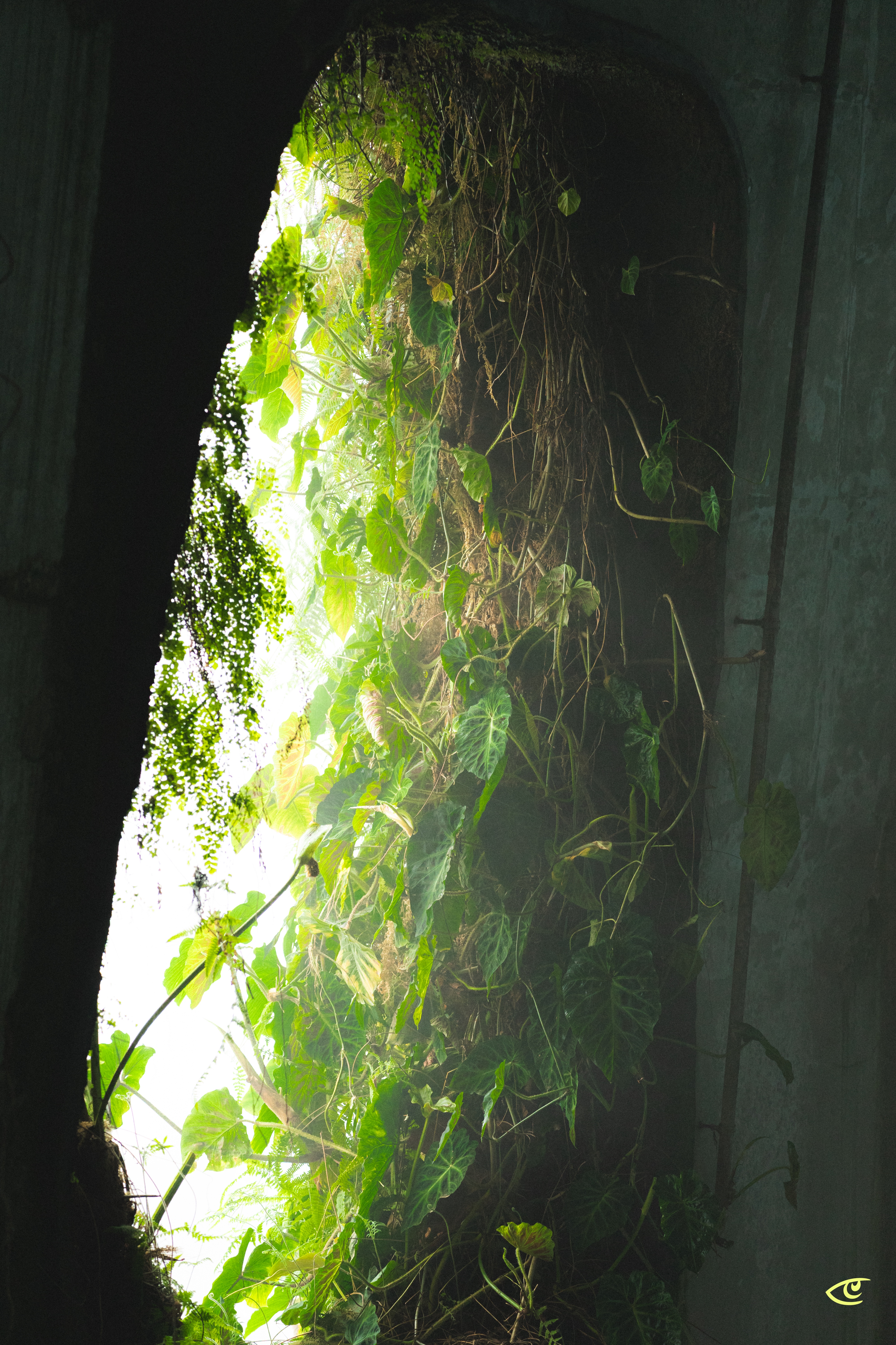 View from inside a dark concrete tunnel toward a bright opening filled with dense green vines, large leaves, and hanging roots; a metal ladder is mounted on the right wall.