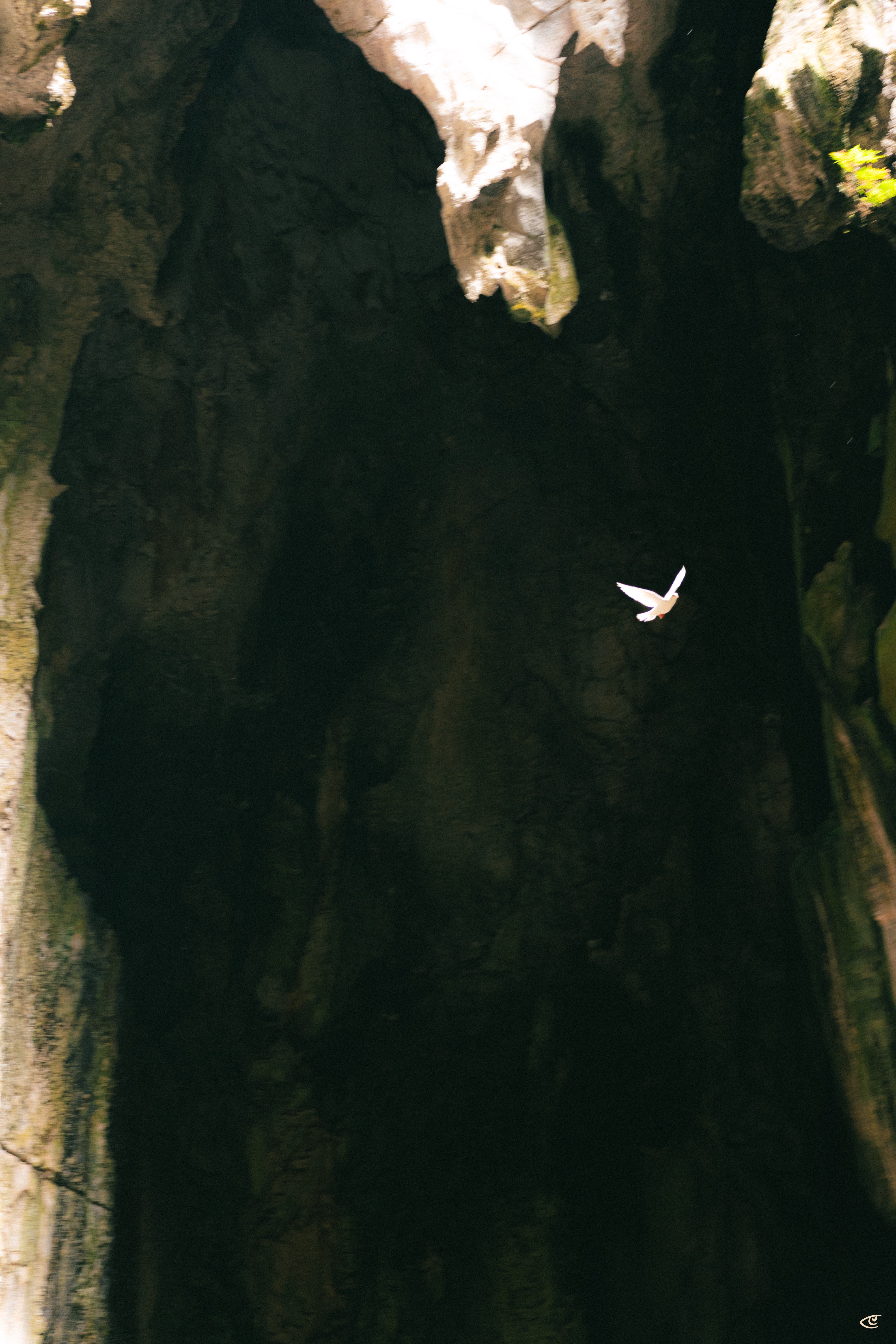Dark cave entrance framed by pale rock walls, with a single white bird flying across the shadowy opening near the right side and a small patch of sunlit greenery at the upper right.
